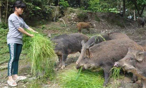 野豬主要吃什么食物