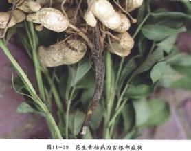 花生病蟲害防治技術(shù)