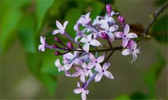 丁香花什么時(shí)候開花？丁香花的功效與作用