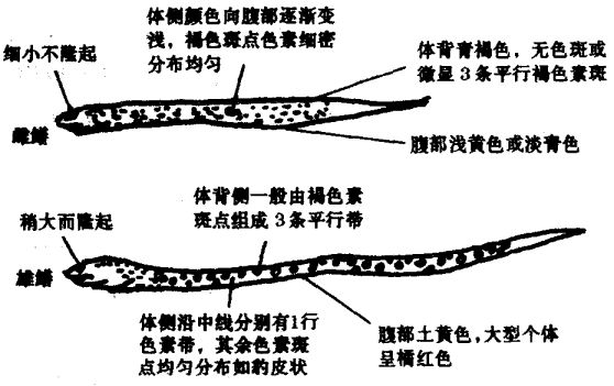 黃鱔公母怎么區(qū)分