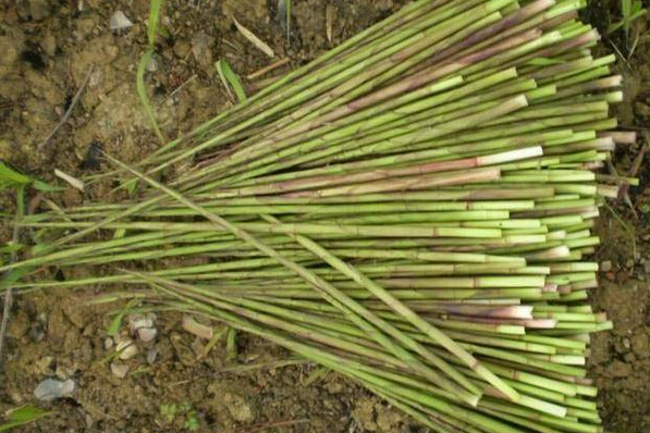 山竹種植技術(shù)