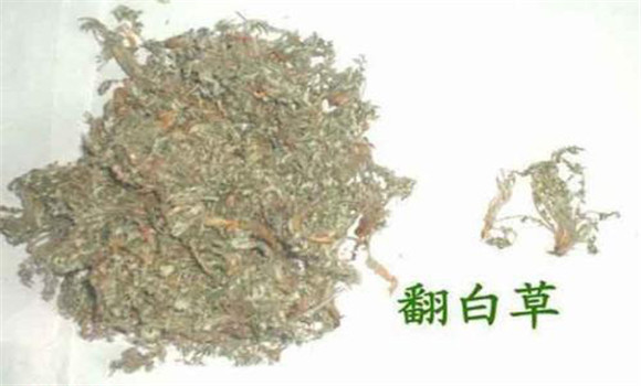 有關翻白草功效與作用的小配方