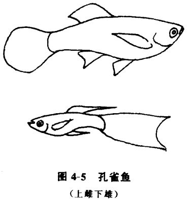 怎樣養(yǎng)孔雀魚？