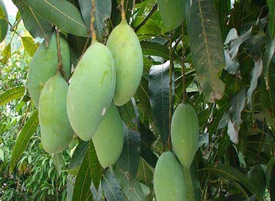 芒果種植技術(shù)