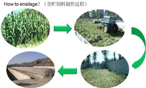 秸稈微貯飼料的制作方法