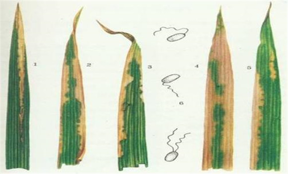白葉枯病的的防治