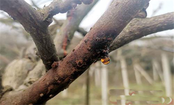 紅陽獼猴桃潰瘍病的發(fā)生原因