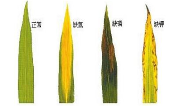 植物缺氮、磷、鉀元素時(shí)各有什么癥狀