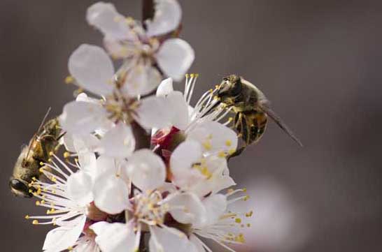 蜜蜂養(yǎng)殖技術(shù)