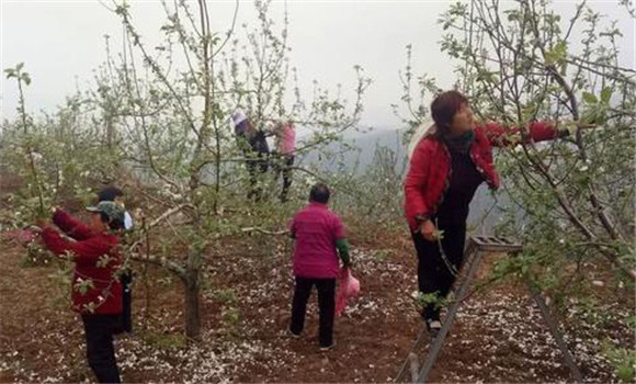 蘋果樹修剪技術(shù)要點