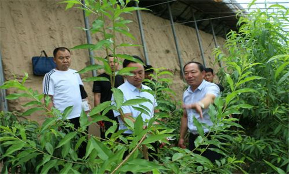 大棚桃樹要及時(shí)除萌修剪