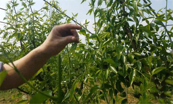 棗樹夏季修剪與管理技術(shù)要點