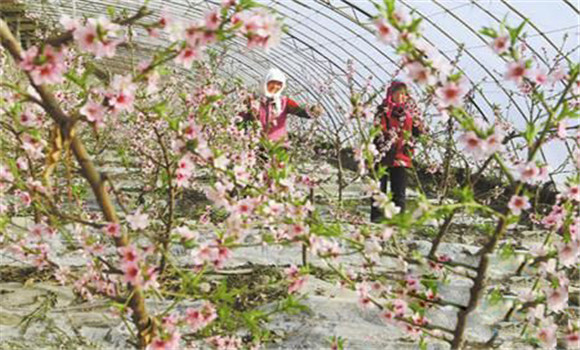 種植桃樹(shù)要適時(shí)促花