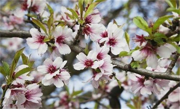 杏樹(shù)的花果管理方法