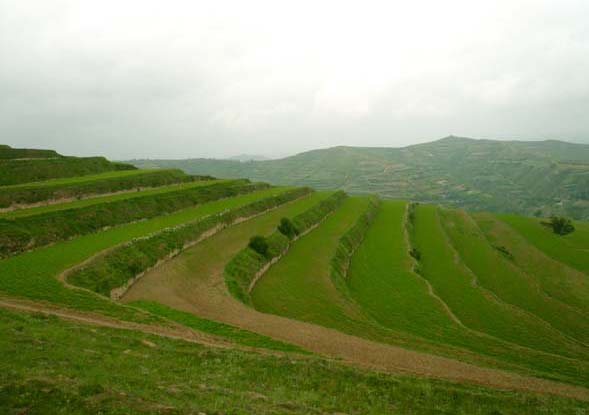 中藥材種植