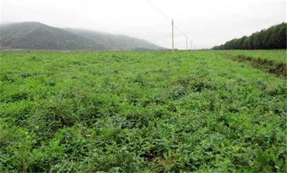 黃芩種植時間什么時候最好