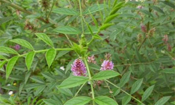 甘草種植方法與種植技術