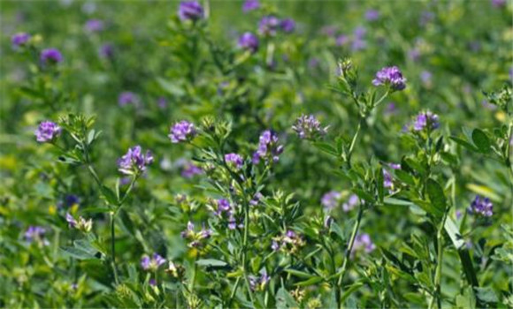 苜蓿原產地是哪里 紫花苜蓿起源與分布