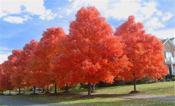 美國(guó)紅楓適合什么地方生長(zhǎng)