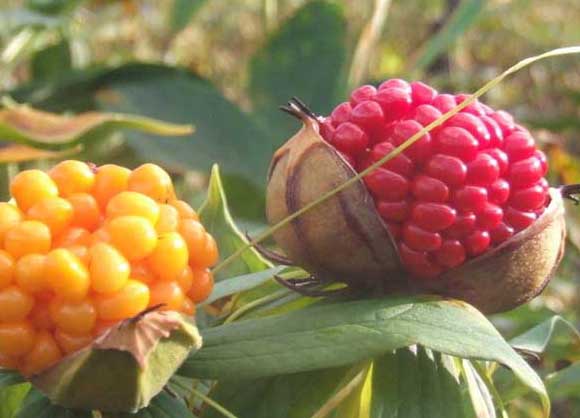 花卉種植方法