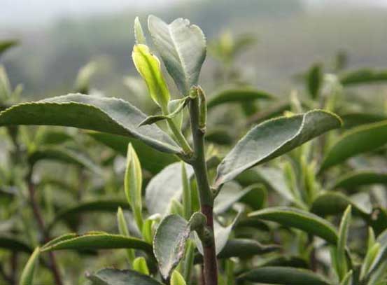 茶樹(shù)種植技術(shù)