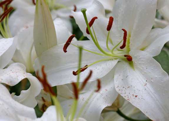 百合花種植方法