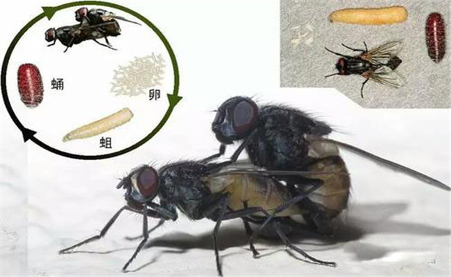 蠅蛆的發(fā)育史及流行特點