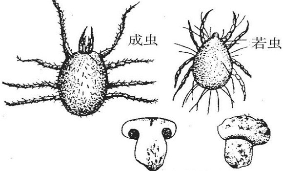 食用菌螨蟲(chóng)怎么能看出來(lái)