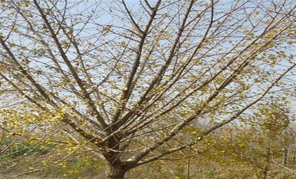 銀杏樹嫁接的時間