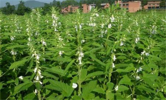 芝麻種植密度