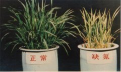 氮、磷、鉀對(duì)植物的作用分別是什么