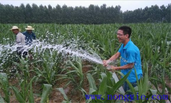 澆足開(kāi)花水和灌漿水