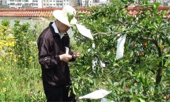 夏橙套袋栽培技術