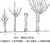 什么是柳樹頭木作業(yè) 怎樣施行？