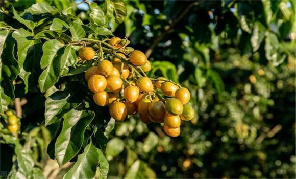 黃皮如何疏花、疏果、保果