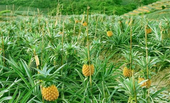 鳳梨的種植時(shí)間