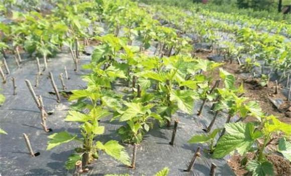 樹莓定植時(shí)期