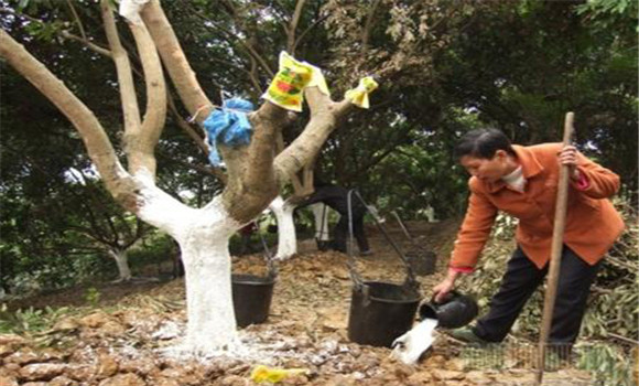 龍眼樹的澆水技術(shù)