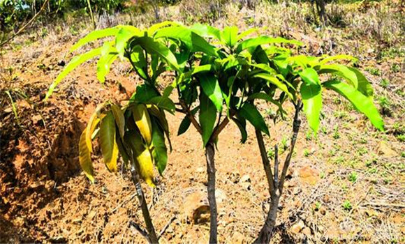 芒果幼樹施肥