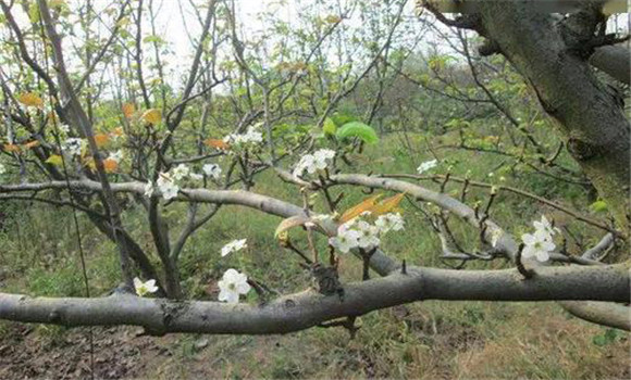 成年果樹(shù)夏、秋季開(kāi)花的原因