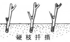 如何繁殖黑豆果 黑豆果硬枝扦插、綠枝扦插方法