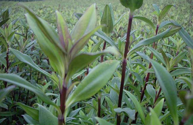 龍膽草種植技術要點