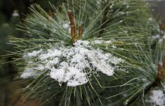 雪松和紅松的區(qū)別表現在幾個方面