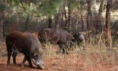 野豬是幾級保護動物，野豬的壽命一般是多少年