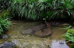 吃娃娃魚(yú)犯法嗎？