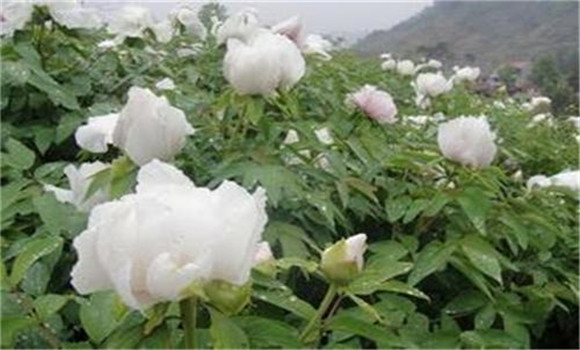 白芍種植技術(shù)、方法與主要步驟