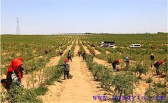 種植枸杞怎樣進(jìn)行土壤與施肥的管理？