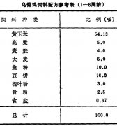 怎樣飼養(yǎng)商品烏骨雞？