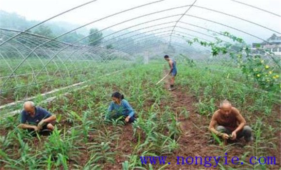 生姜栽培管理技術(shù)要點