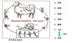 羊肝片吸蟲(chóng)病的癥狀及其防治方法